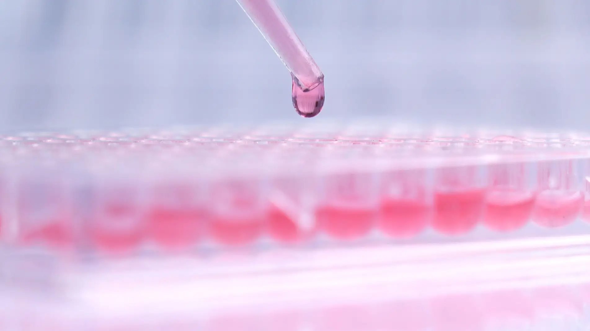Une pipette versant un liquide rose dans une plaque à puits