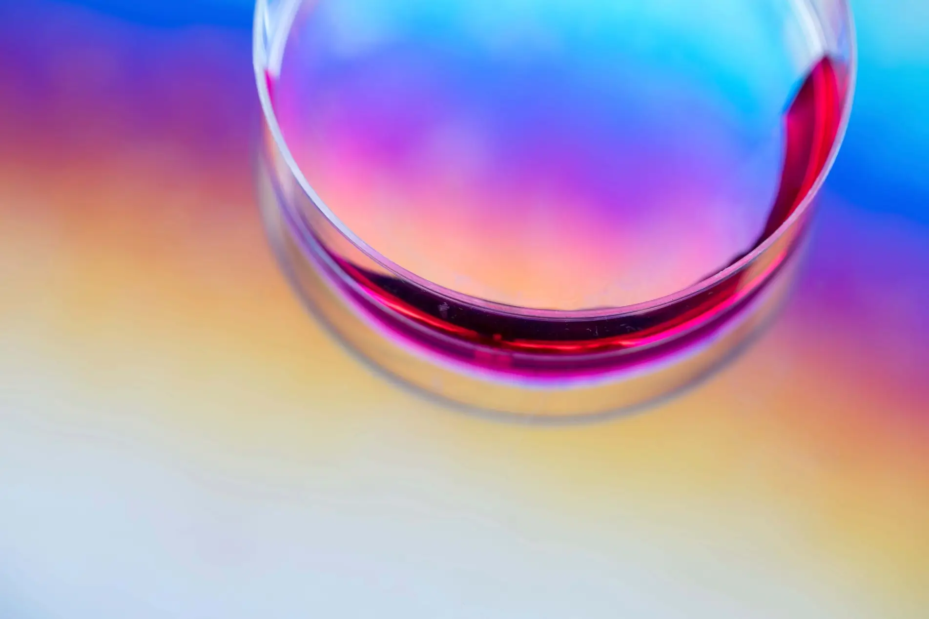 Petri dish with colorful liquid.